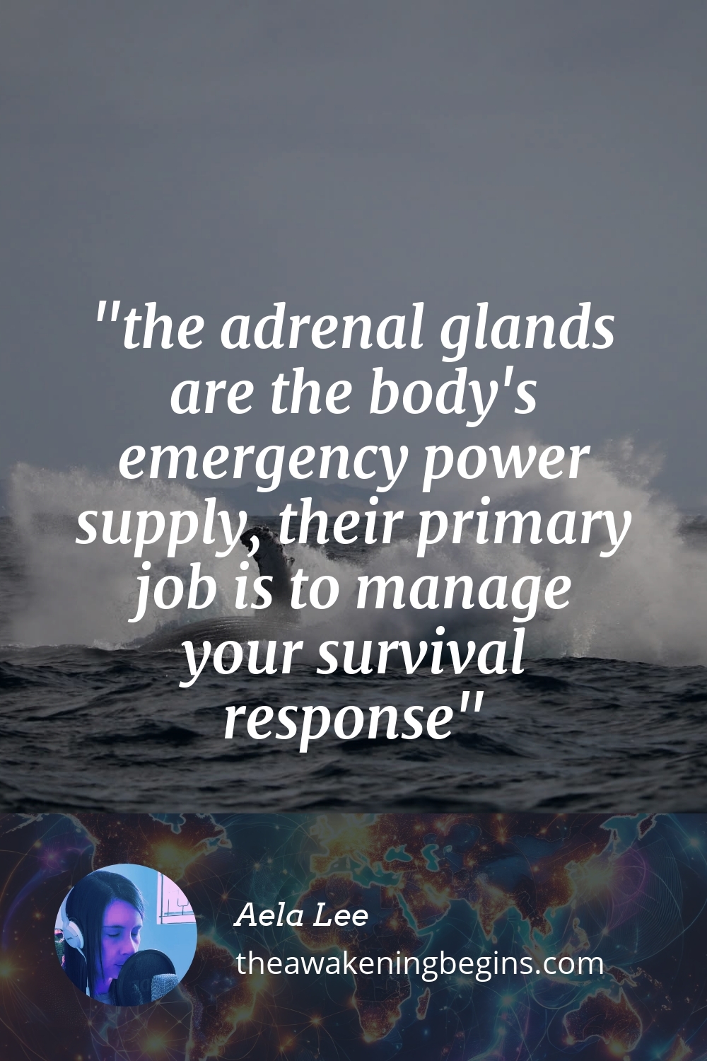 Pinterst Image the adrenal glands are the body's emergency power supply, their primary job is to manage your survival response